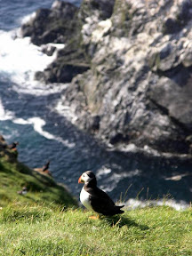 Puffin at Sumburgh