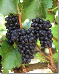 Pinot Noir Pinot Noir