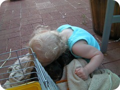 Emily loved the guinea pigs