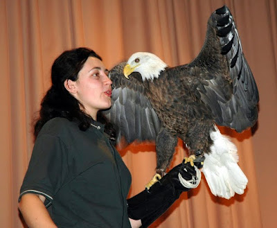 The University of Minnesota's Raptor Center shows a live Bald Eagle (photo courtesy Red Rock Park Rangers)