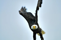 Bald Eagle Days March 7 (photo courtesy Ron Huelse)