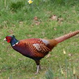 Recent warm spell benefits pheasant population