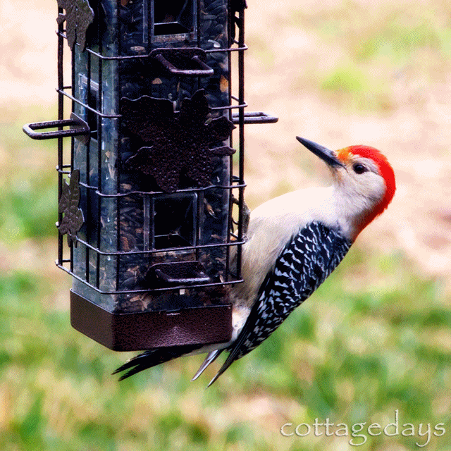 woodpecker comparison