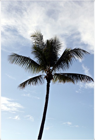 [palm[7].jpg]