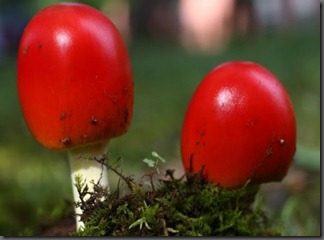 jamur-cantik-10