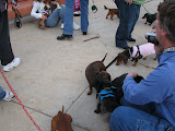 Lots of Dachshunds