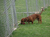 Rommel in deep left field finds something more interesting than his ball.