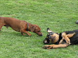 Rommel investigates the biggest doxie he's ever seen.