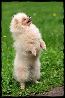 pomeranian_40