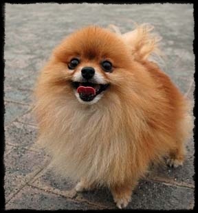 Pomeranian