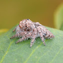 Jumping Spider