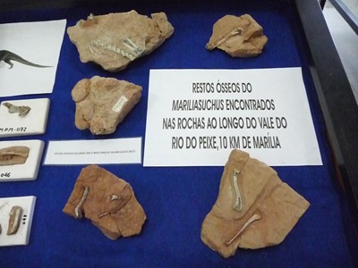 [10. restos ósseos do Mariliasuchus encontrados em Marília[6].jpg]