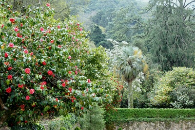 [Buçaco - jardim do palácio - cameleiras 2[4].jpg]