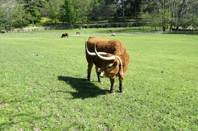 [jardim serralves - gado[4].jpg]