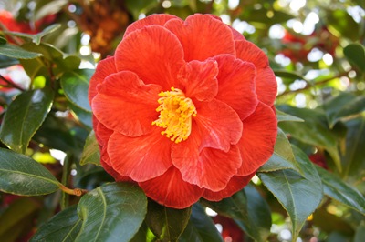 [jardim serralves - flor camélia vermelha[3].jpg]