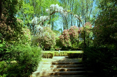 [jardim serralves - porto - jardim - rododendron e glicinia branca[4].jpg]