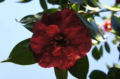 [jardim serralves - flor camlia vermelha 3[3].jpg]
