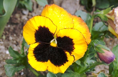 [1.Trancoso -  amor perfeito amarelo e preto[20].jpg]