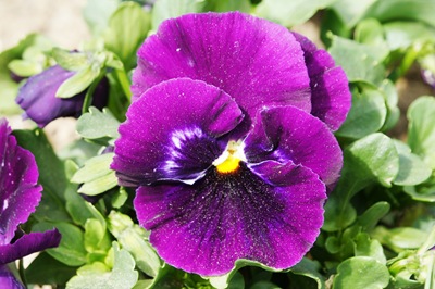 [1.Trancoso -  amor perfeito roxo escuro[3].jpg]