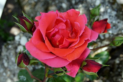 [rosa trepadeira vermelha alaranjada 3 - Gloria Ishizaka[5].jpg]