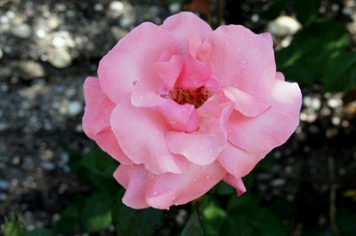 [rosa rosa 2 - Gloria Ishizaka[4].jpg]