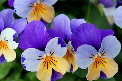 [amorperfeitoroxoamarelobrancoGloriaI[1].jpg]