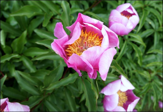 Sabugal - Glória Ishizaka - flor do jardim do tribunal Sabugal - Glória Ishizaka - flor do jardim do tribunal
