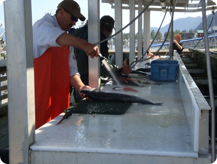 Cleaning fish at Seward harbor.