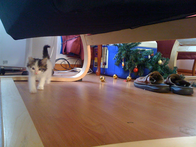 gato