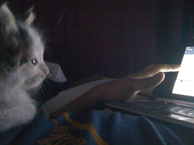 gato