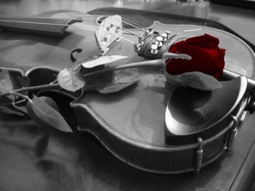 [violin_500[7].jpg]