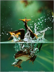 rana-saltando-al-agua