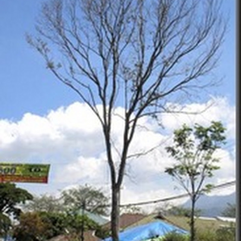 Many Trees in Malang are Dying From Unidentified Disease