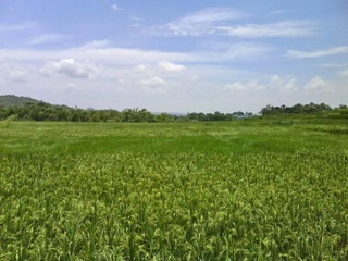 Whatta beautiful paddy field