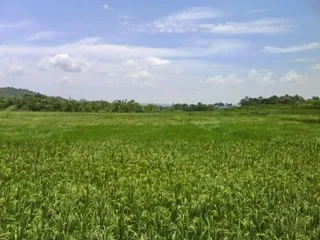 Whatta beautiful paddy field