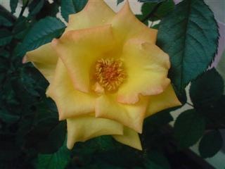 [Yellow Rose with K550i[4].jpg]