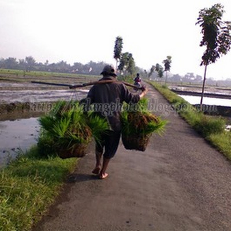 Taking Seeds To The Paddy Field
