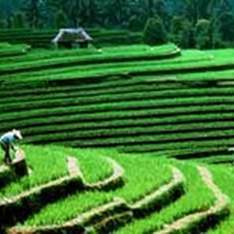 Bali Guide Book