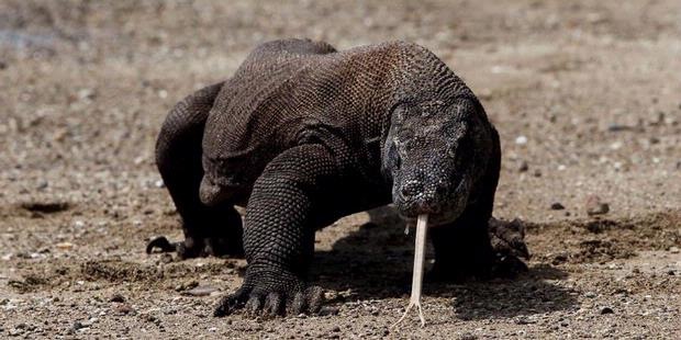 [Komodo National Park 2[9].jpg]