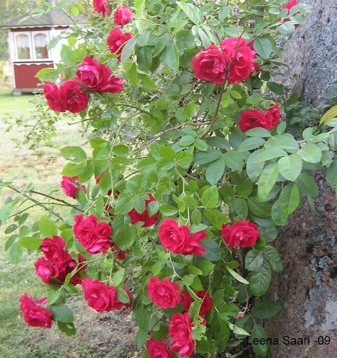 Sekalaista%202009%20055.JPG