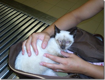 Gatinha 3meses e meio 1 