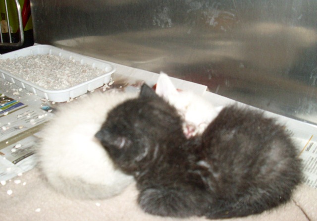 [Gatinhos 3 semanas 1[3].jpg]