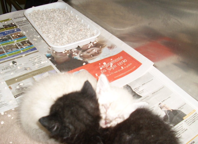 [Gatinhos 3 semanas 3[3].jpg]