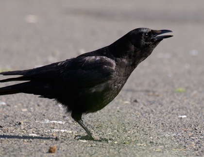 Crow1