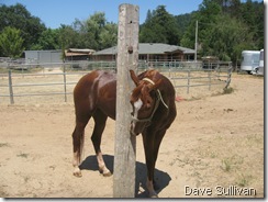 26-27 Jun Horse Show Eddy Ranch 466