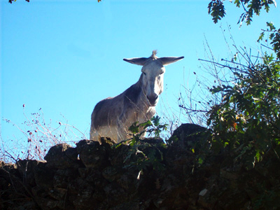 burro07.ToiAu27xuyMf.jpg