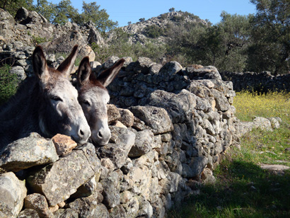 burros.NDS2rhNR7PnY.jpg