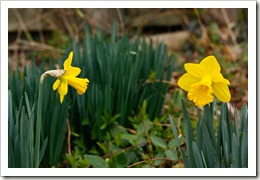 fighting tulips