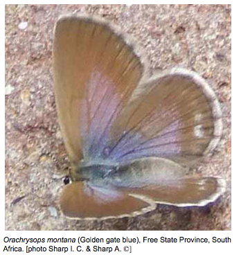 Orachrysops montana HENNING & HENNING, 1994. Photo : http://www.biodiversityexplorer.org/butterflies/lycaenidae/orachrysops.htm