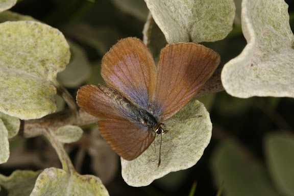Orachrysops niobe TRIMEN, 1862, mâle. Photo : A. Coetzer (12 février 2008)